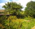 Vegetable patch