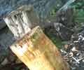 Logs