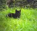 House Cat (Dot)